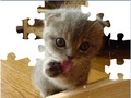 Puzzle Cute Cat pour jouer en ligne