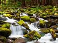 Chutes d'eau forestiers pour jouer en ligne