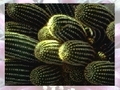 Cactus pour jouer en ligne