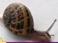 Snail: Puzzle pour jouer en ligne