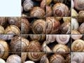 Puzzle avec des escargots pour jouer en ligne